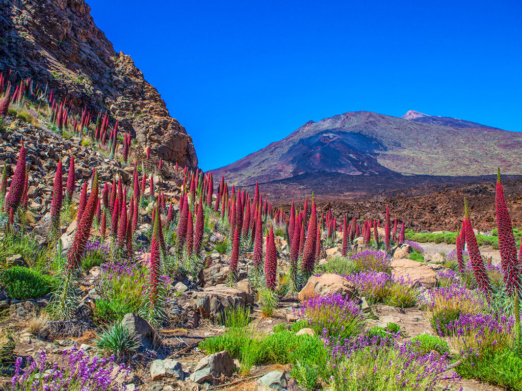 Teide Nationalpark - Flora, roter Natternkopf